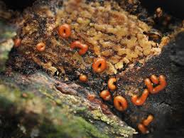 Attēlu rezultāti vaicājumam “Ophiotheca chrysosperma macro”