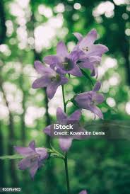 Attēlu rezultāti vaicājumam “Campanula bononiensis”