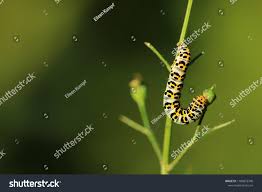 Attēlu rezultāti vaicājumam “Shargacucullia scrophulariae”