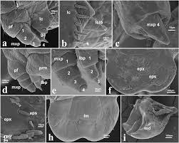 Attēlu rezultāti vaicājumam “Argidae larva”