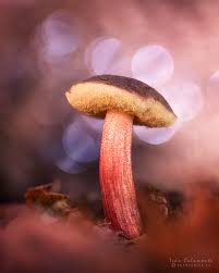 Attēlu rezultāti vaicājumam “Xerocomus chrysenteron”