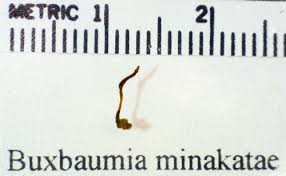 Attēlu rezultāti vaicājumam “Serpoleskea subtilis”