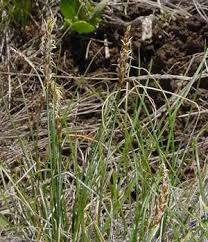 Attēlu rezultāti vaicājumam “Carex viridula fruit”