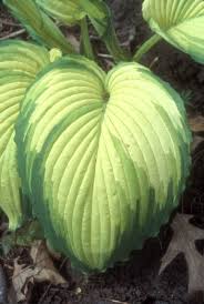 Image result for Hosta Warpaint
