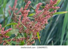 Attēlu rezultāti vaicājumam “Rumex hydrolapathum leaf”