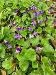 Image result for violet