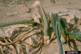 Attēlu rezultāti vaicājumam “Diderma subviridifuscum var. macrospora*”