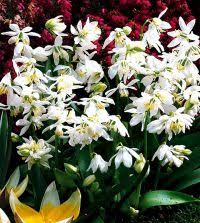 Attēlu rezultāti vaicājumam “Scilla siberica bud”