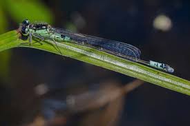 Attēlu rezultāti vaicājumam “Coenagrion armatum”
