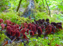 Attēlu rezultāti vaicājumam “Stemonitis fusca var. nigrescens”