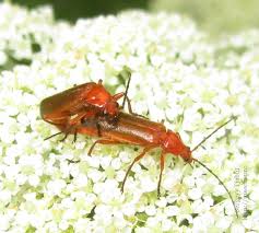 Attēlu rezultāti vaicājumam “Rhagonycha fulva”