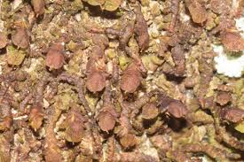 Attēlu rezultāti vaicājumam “Frullania dilatata”