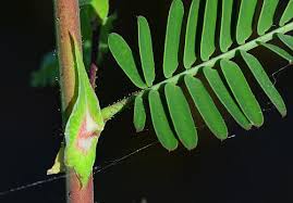 Attēlu rezultāti vaicājumam “Chara rudis”