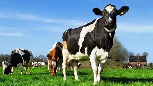 Image result for ganado bovino