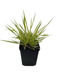 Attēlu rezultāti vaicājumam “Molinia caerulea leaf”