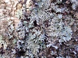 Attēlu rezultāti vaicājumam “Menegazzia terebrata”