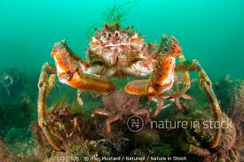 Image result for Maja brachydactyla