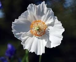 Image result for Meconopsis betonicifolia alba