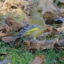 Attēlu rezultāti vaicājumam “Chloris chloris male”