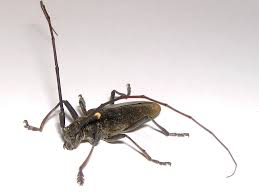 Attēlu rezultāti vaicājumam “Monochamus urussovi”