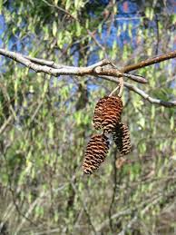 Image result for Alder Cc