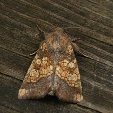 Attēlu rezultāti vaicājumam “Gortyna flavago”