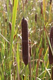 Attēlu rezultāti vaicājumam “Typha angustifolia  leaf”