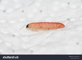 Attēlu rezultāti vaicājumam “Grapholita funebrana larva”