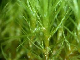 Attēlu rezultāti vaicājumam “Pleuridium subulatum”