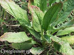 Attēlu rezultāti vaicājumam “Cynoglossum officinale leaf”