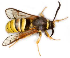 Attēlu rezultāti vaicājumam “Cribraria intricata macro”