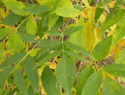 Attēlu rezultāti vaicājumam “Fraxinus pennsylvanica leaf”