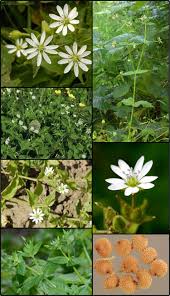 Attēlu rezultāti vaicājumam “Myosoton aquaticum”