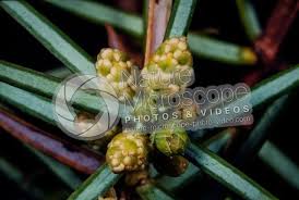 Attēlu rezultāti vaicājumam “Juniperus communis male flower”