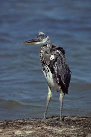 Attēlu rezultāti vaicājumam “Ardea cinerea adult”