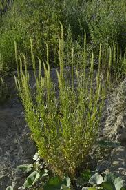 Image result for Reseda luteola