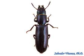 Attēlu rezultāti vaicājumam “Trogossitidae”