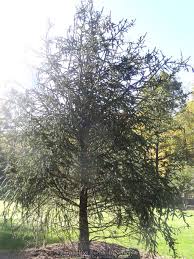 Attēlu rezultāti vaicājumam “Picea abies fo. virgata leaf”