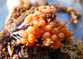 Attēlu rezultāti vaicājumam “Heterotrichia ferruginea (syn. Arcyria ferruginea) spores”