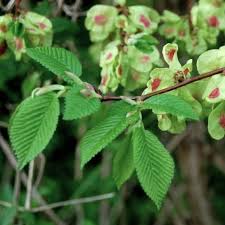 Attēlu rezultāti vaicājumam “Ulmus minor f. suberosa”