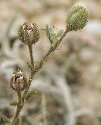 Attēlu rezultāti vaicājumam “Spergularia rubra flower”