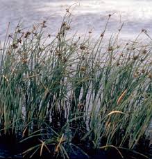 Attēlu rezultāti vaicājumam “Bolboschoenus maritimus”