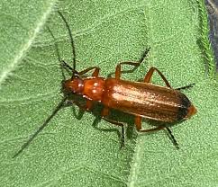 Attēlu rezultāti vaicājumam “Rhagonycha fulva”