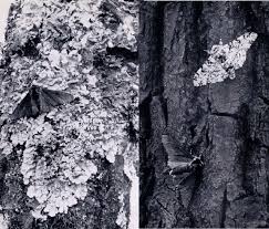 Attēlu rezultāti vaicājumam “Biston betularia”