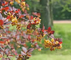 Attēlu rezultāti vaicājumam “Berberis thunbergii flower”