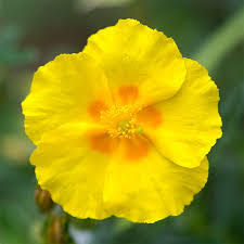 Attēlu rezultāti vaicājumam “Helianthemum x hybridum flower”