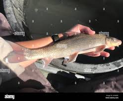 Image result for Cycleptus elongatus