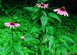 Attēlu rezultāti vaicājumam “Echinacea purpurea leaf”
