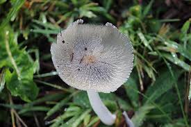 Attēlu rezultāti vaicājumam “Coprinus lagopus”