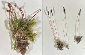 Attēlu rezultāti vaicājumam “Brachythecium salebrosum sporophyte”